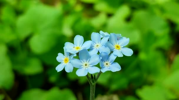 Blue forget-me-nots fleur sauvage gros plan sur un fond de vert flou — Video