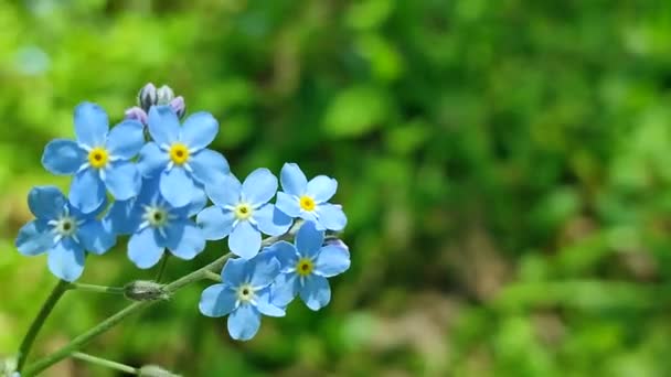 Blue forget-me-nots fleur sauvage gros plan sur un fond de vert flou — Video