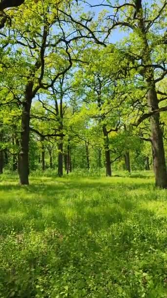 Muchos robles con hojas verdes frescas brillantes crecen en el bosque. — Vídeo de stock