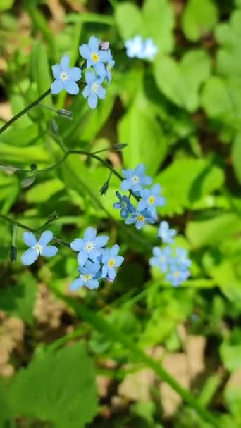 Blue forget-me-nots wild flower close-up on a background of blurred green — Stock Video