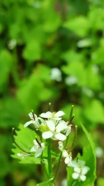 Yeşil yapraklı beyaz yabani çiçek. Arka planda bulanık yeşil yapraklar var.