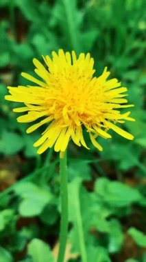 Sarı karahindiba çiçeği, bulanık yeşil bir arka planda yakın plan.