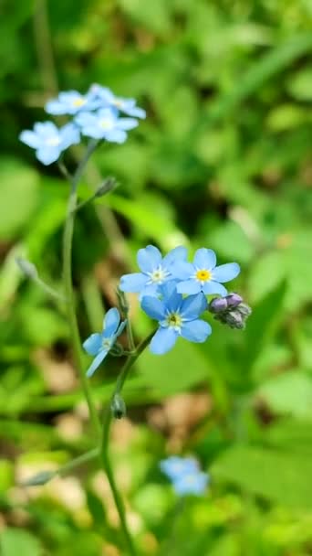 Blue forget-me-nots fiore selvatico primo piano su uno sfondo di verde sfocato — Video Stock