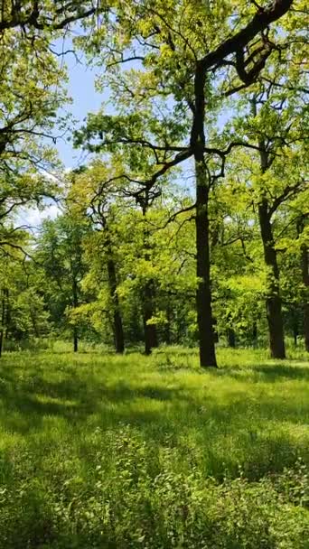 Parlak yeşil yapraklı birçok meşe ağacı ormanda yetişir.. — Stok video