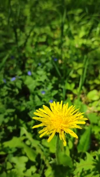 Yellow dandelion wild flower close-up on a background of blurred green — Stock Video