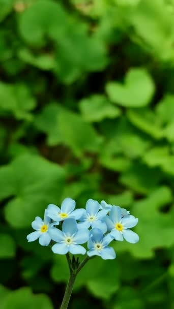Blue forget-me-nots wilde bloem close-up op een achtergrond van wazig groen — Stockvideo