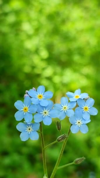 Blue forget-me-nots fleur sauvage gros plan sur un fond de vert flou — Video