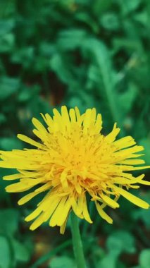 Sarı karahindiba çiçeği, bulanık yeşil çimenlerin arka planında.