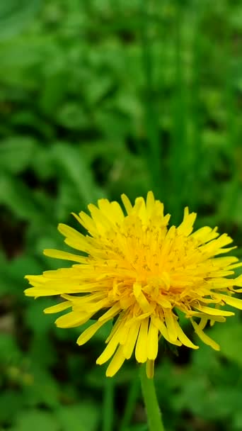 Yellow dandelion wild flower close-up on a background of blurred green — Stock Video