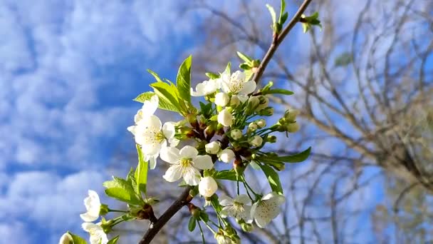 White blooming cherry flowers and buds on branch with green leaves and blue — Stock Video