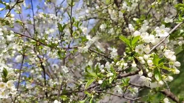 Białe kwiaty wiśni i pąki na gałęzi z zielonymi liśćmi i niebieskim — Wideo stockowe
