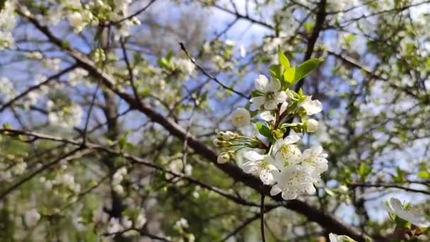 开着白色花朵的樱花和枝条上的芽，绿叶和蓝色 — 图库视频影像