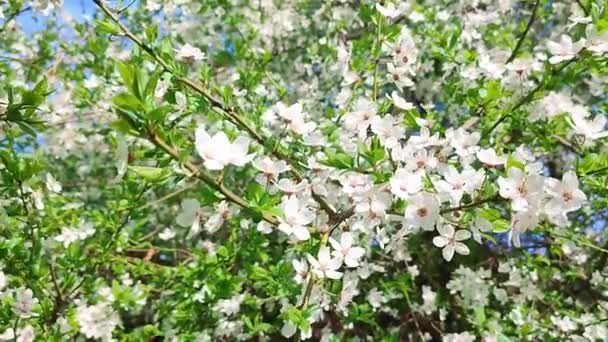 Bílé kvetoucí třešňové květy a poupata na větvi se zelenými listy a modrou oblohou — Stock video