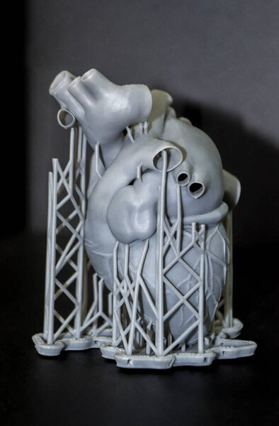 3D printed human heart prototype close-up. Object photopolymer
