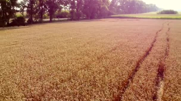 Voo de visão aérea de drones sobre espigas de trigo com grãos maduros no campo — Vídeo de Stock