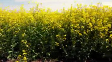 Kolza tohumu çiçekleri kapanıyor. Açık sarı çiçek açan kolza tohumu tarlalarda büyüyor.