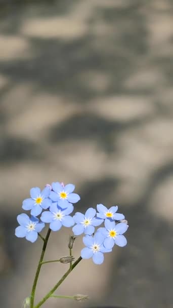 Blue forget-me-nots wild flower close-up on background brown blurred asphalt — Stock Video