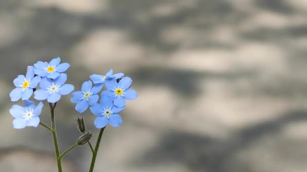 Niebieski nie zapomnij mnie dziki kwiat zbliżenie na tle brązowy rozmazany asfalt — Wideo stockowe