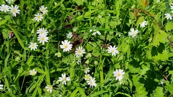 Pequeñas flores blancas crecen en la hierba verde en un claro en el bosque — Vídeos de Stock