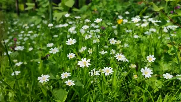 Små vita blommor växer i det gröna gräset i en glänta i skogen — Stockvideo