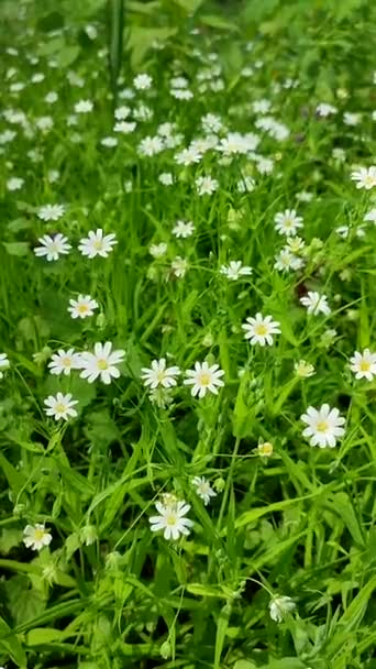 多くの小さな白い花が森の中の緑の草の中で育ちます。 — ストック動画
