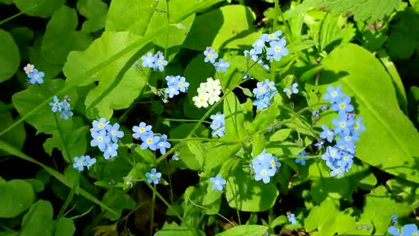 Small blue flowers grow in the green grass in a clearing in the forest — Stock Video