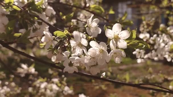Vita blommande körsbär blommor och knoppar på gren med gröna blad närbild. — Stockvideo