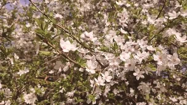 White blooming cherry flowers and buds on branch with green leaves close-up. — Vídeos de Stock