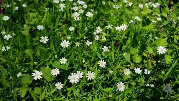 Kleine weiße Blumen wachsen im grünen Gras auf einer Waldlichtung — Stockvideo