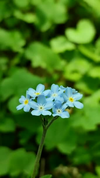 Blue forget-me-nots flor silvestre primer plano sobre un fondo de verde borroso — Vídeos de Stock