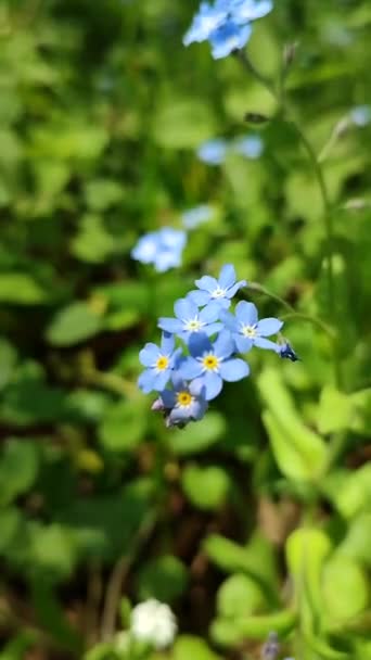 青忘れない私-ない野生の花のクローズアップぼやけた緑の背景に — ストック動画