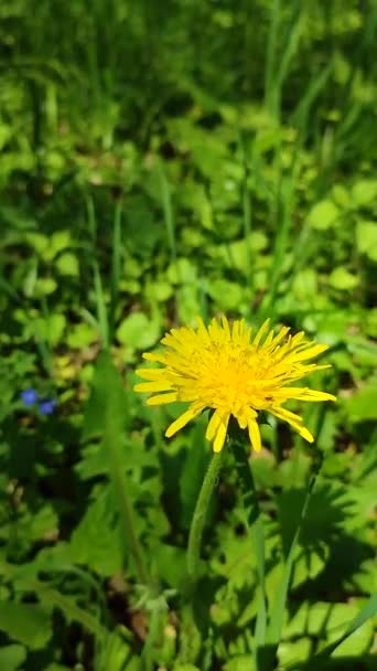 Żółty mniszek lekarski dziki kwiat zbliżenie na tle zamazanej zieleni — Wideo stockowe