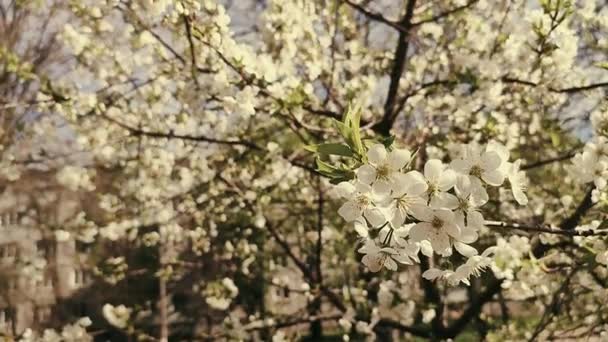 White blooming cherry flowers and buds on branch with green leaves close-up. — Stock video