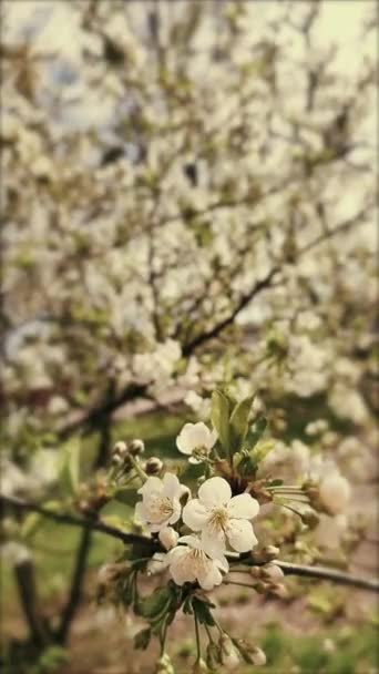 White blooming cherry flowers and buds on branch with green leaves close-up. — Stock video