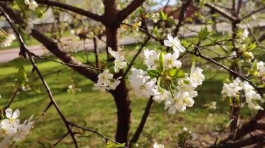 Yeşil yapraklı beyaz kiraz çiçekleri ve tomurcukları.
