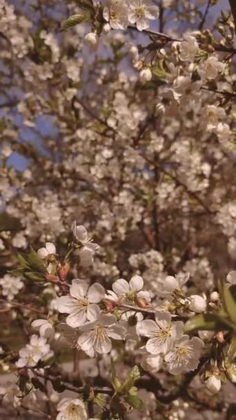 White blooming cherry flowers and buds on branch with green leaves close-up. — Vídeo de Stock