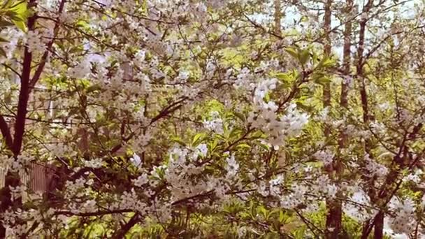 Flores y brotes de cerezo en flor blanca en rama con hojas verdes de cerca — Vídeo de stock