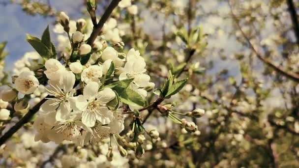 White blooming cherry flowers and buds on branch with green leaves close-up — Vídeo de stock