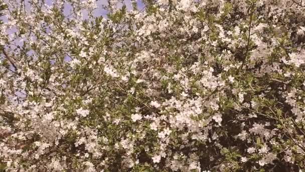 White blooming cherry flowers and buds on branch with green leaves close-up — стоковое видео