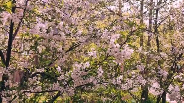 White blooming cherry flowers and buds on branch with green leaves close-up — Stockvideo