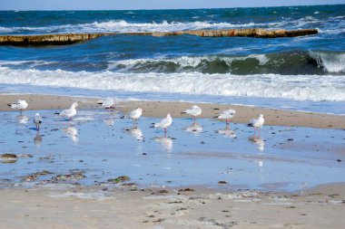 Güneşli bir günde deniz kıyısındaki kumlu sahilde birçok beyaz martı.