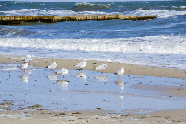 Wiele białych mew morskich na piaszczystej plaży brzegu morza w słoneczny dzień. — Zdjęcie stockowe