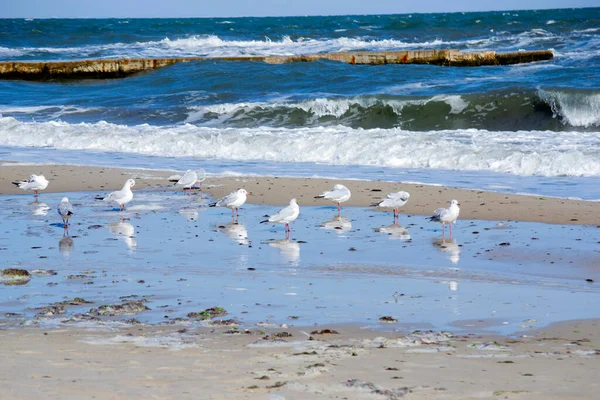 Wiele białych mew morskich na piaszczystej plaży brzegu morza w słoneczny dzień. — Zdjęcie stockowe