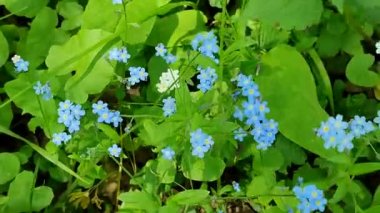 Ormandaki bir açıklıkta, yeşil çimlerde küçük mavi çiçekler yetişir.