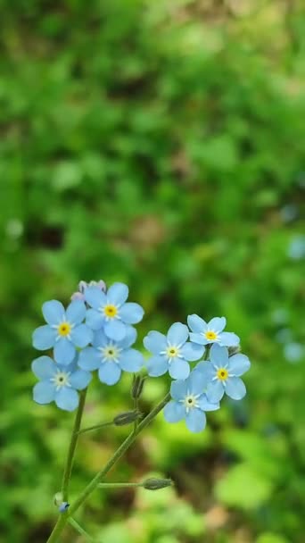 Blue forget-me-nots fleur sauvage gros plan sur un fond de vert flou — Video