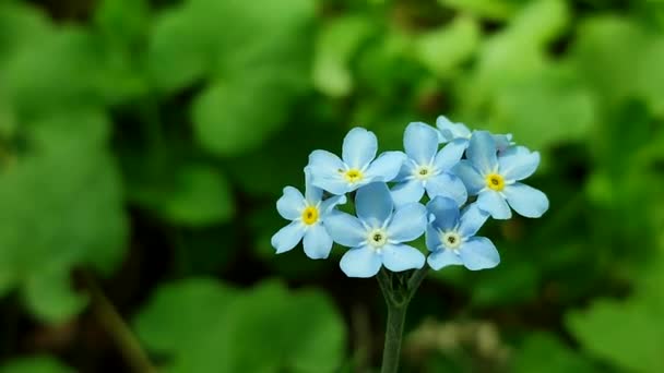 Blue forget-me-nots fleur sauvage gros plan sur un fond de vert flou — Video