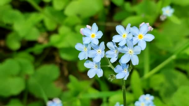 푸른 나를 잊지 말아라 - 누르스름 한 녹색 배경에 야생 꽃을 가까이 서 본 모습 — 비디오