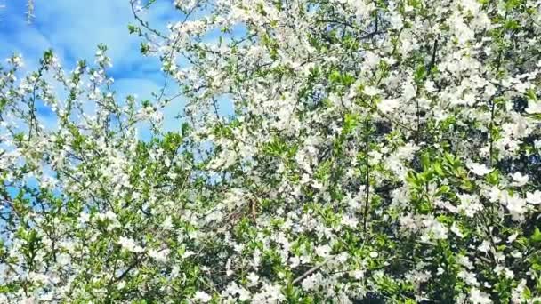 Flores brancas de cereja florescendo e botões no ramo com folhas verdes e céu azul — Vídeo de Stock