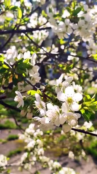 White blooming cherry flowers and buds on branch with green leaves close-up. — Wideo stockowe