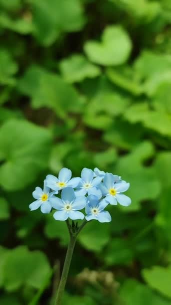 Голубые забывчивые дикие цветки крупным планом на фоне размытой зелени — стоковое видео